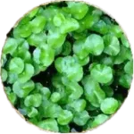 centelle
